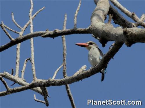 iNaturalist: (c) Scott Bowers, some rights reserved (CC BY-NC), uploaded by Scott Bowers iNaturalist image