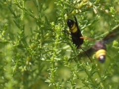 Scolia erythrocephala