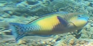 Japanese Parrotfish