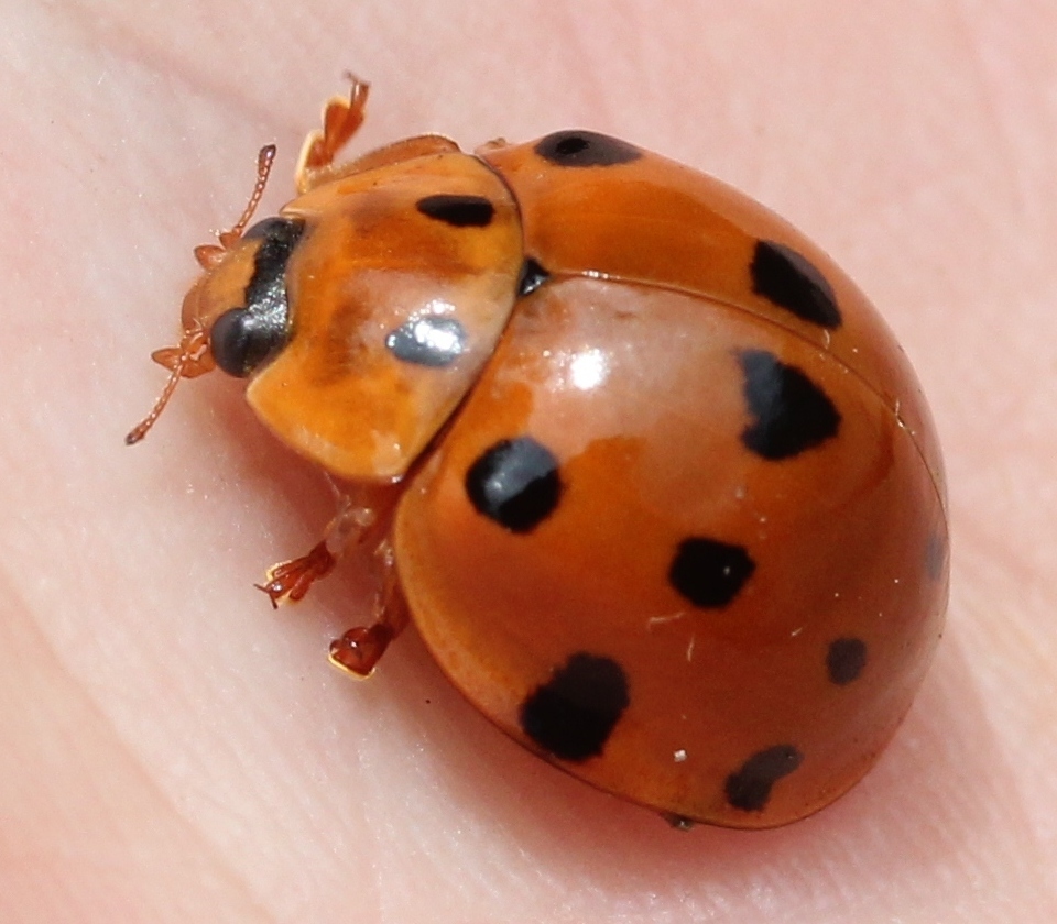 Callicaria superba