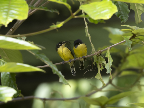 Todirostre familier (Todirostrum cinereum)