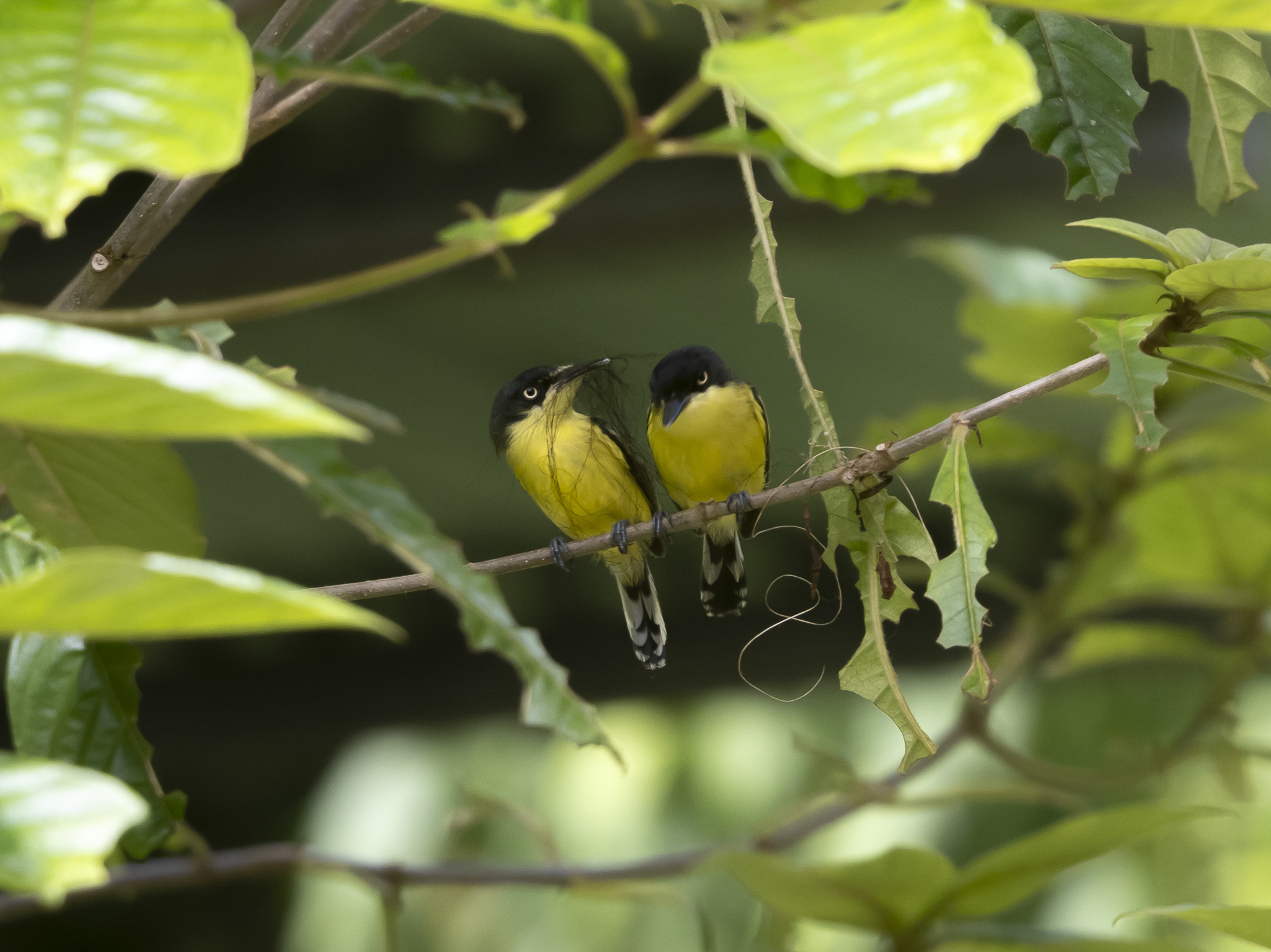 Common Tody-Flycatcher (Todirostrum cinereum)
