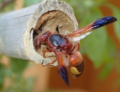 Rhynchium oculatum