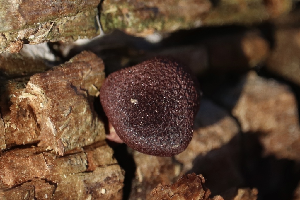 Gymnopilus purpuratus · April 2025 · photo: © sam-rajnikant (iNaturalist, cc-by)