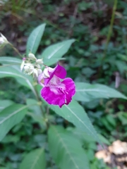 Impatiens glandulifera