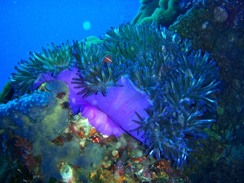Photo of Pink skunk clownfish (Amphiprion perideraion)