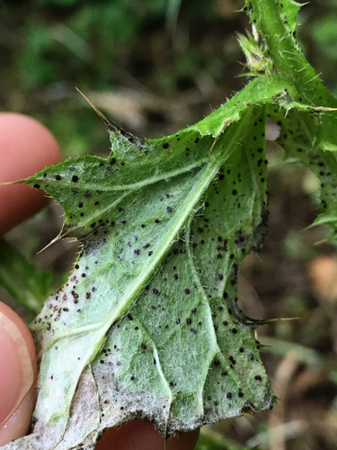 Puccinia calcitrapae in life