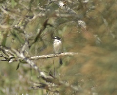 Todiramphus macleayii incinctus
