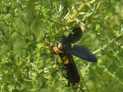 Scolia erythrocephala