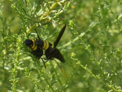 Scolia erythrocephala