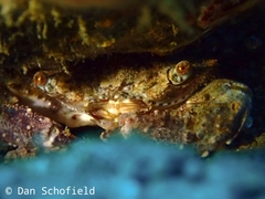 Thalamitinae