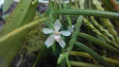 Pteroceras compressum