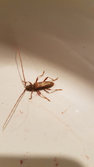 Eburida sublineata