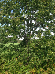 Quercus ellipsoidalis