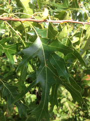 Quercus ellipsoidalis