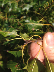 Quercus ellipsoidalis