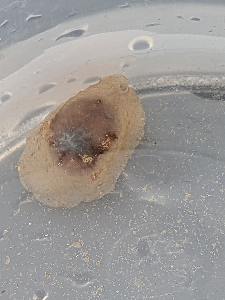 Transparent Lamellaria