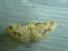 Idaea trigeminata