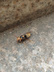 Vespa velutina