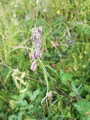 Allium carinatum pulchellum