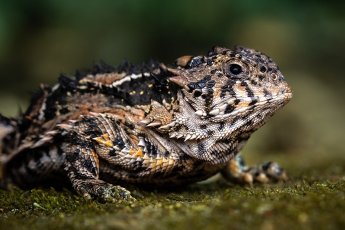Mountain Horned Lizard, 14904 CDMX, México, photo 5 of 10