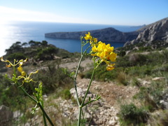 Coronilla juncea