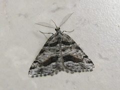 Macaria colata