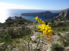 Coronilla juncea