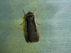 Ochropleura leucogaster