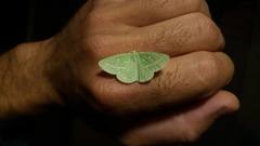 Thetidia smaragdaria