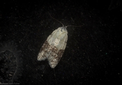 Tracholena sulfurosa