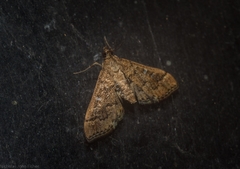 Nacoleia oncophragma
