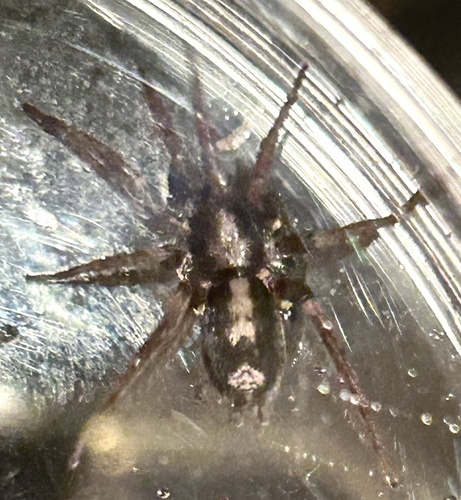 Eastern Parson Spider, Westwood Ct, Allen, TX, US, photo 6 of 10