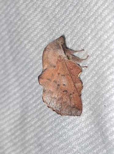 Phyllodesma tremulifolia