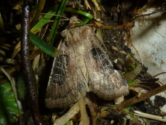 Chersotis cuprea