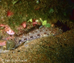 Istigobius decoratus
