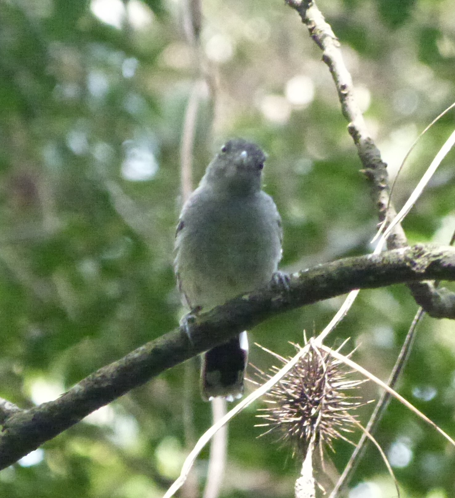 Bolivian Slaty Antshrike (Thamnophilus sticturus), photo 4