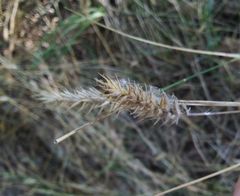 Agropyron