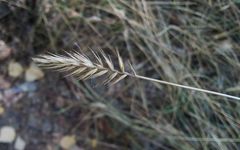 Agropyron