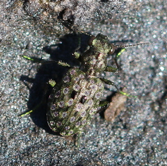Elaphrus riparius