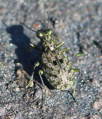 Elaphrus riparius