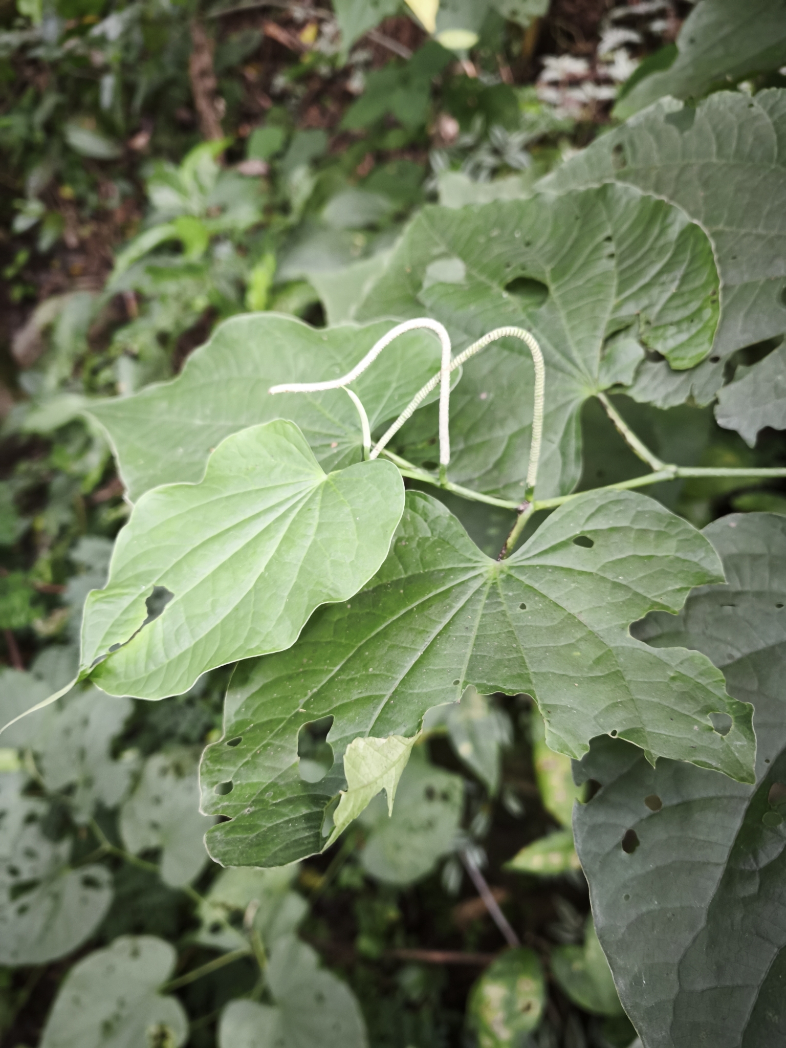 Piper marginatum