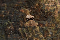 Strophosoma capitatum