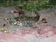 Lepidoblennius haplodactylus