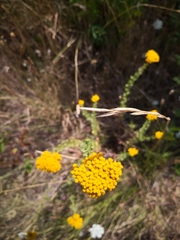 Achillea ageratum