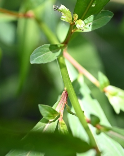 Foto de Ludwigia glandulosa é conhecida como "Ludwígia"