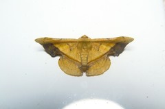 Fascellina plagiata