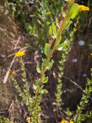 Achillea ageratum