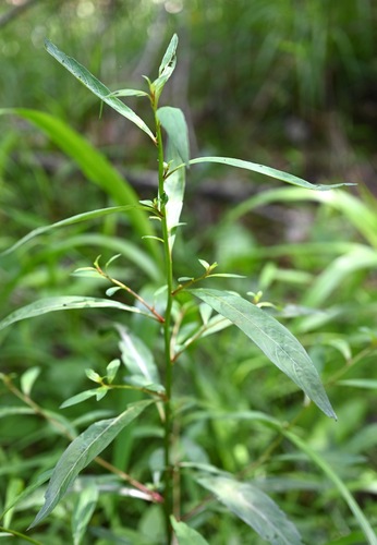 Foto de Ludwigia glandulosa é conhecida como "Ludwígia"
