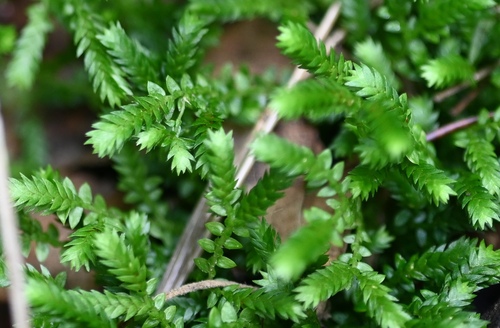 Image of Meadow Spikemoss (Selaginella apoda) by (c) Amber M. King, some rights reserved (CC BY)